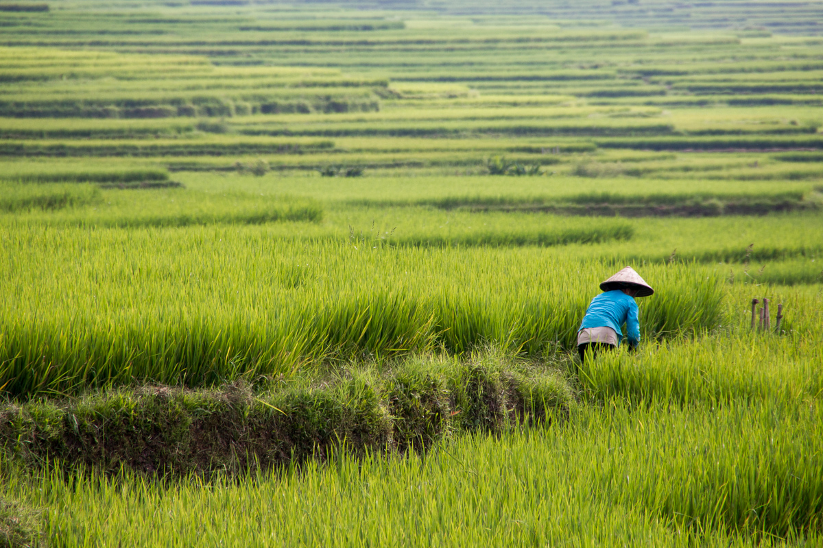 Rijstvelden Noord-Vietnam