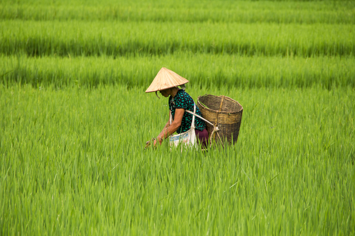 Noord-Vietnam