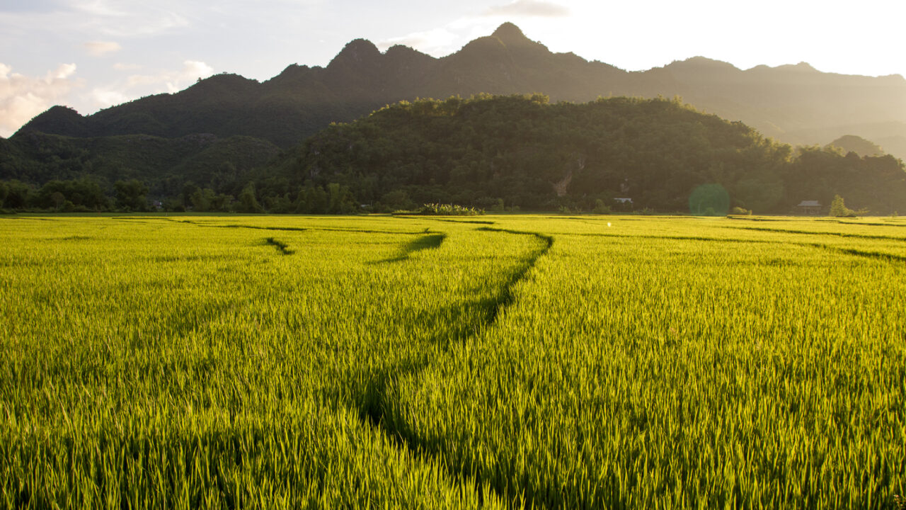 Rijstvelden Noord-Vietnam