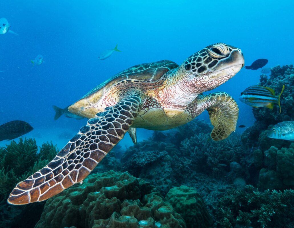 Zeeschildpad