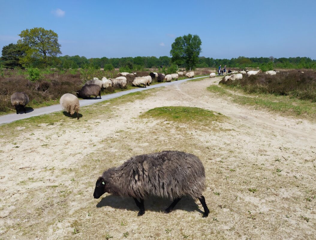 Balloerveld Drenthe
