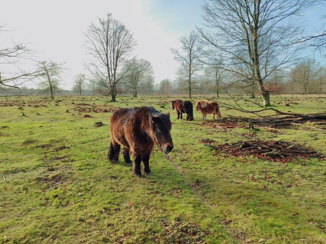 Exmoor pony’s Drenthe