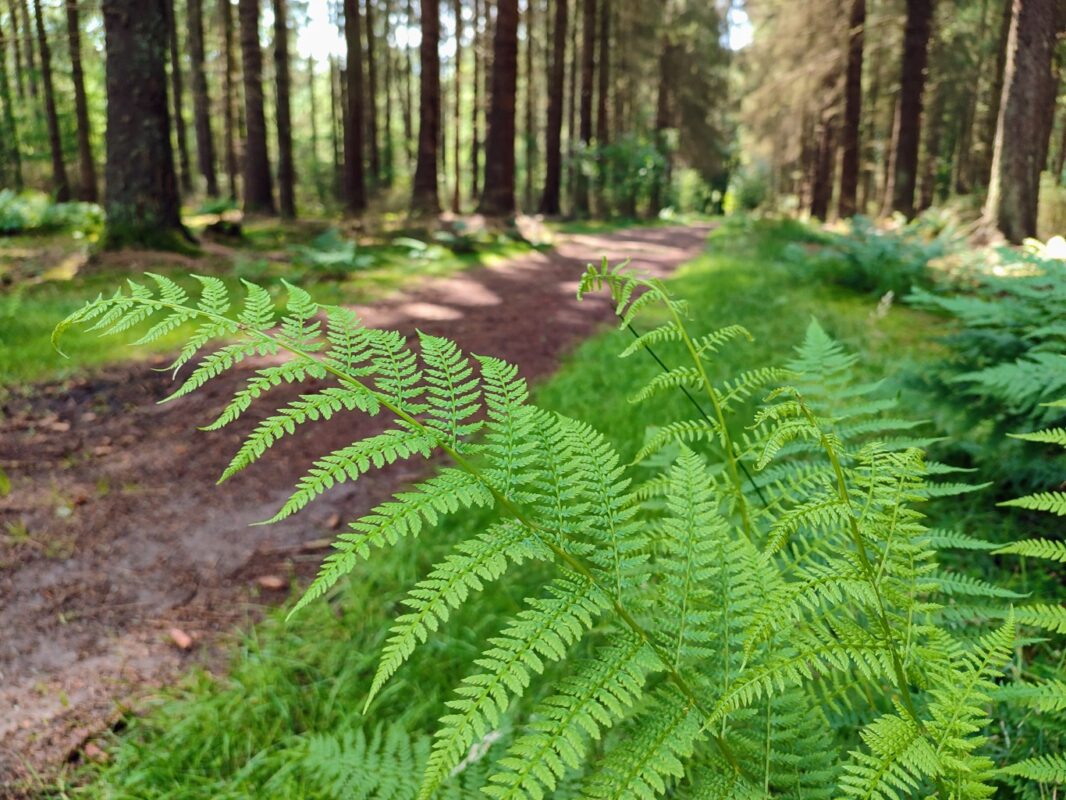 Wandelroute Wolvenspoor Drenthe