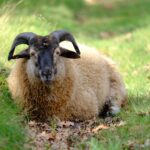 Wandelroute Schapenpark Drenthe