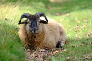 Wandelroute Schapenpark Drenthe