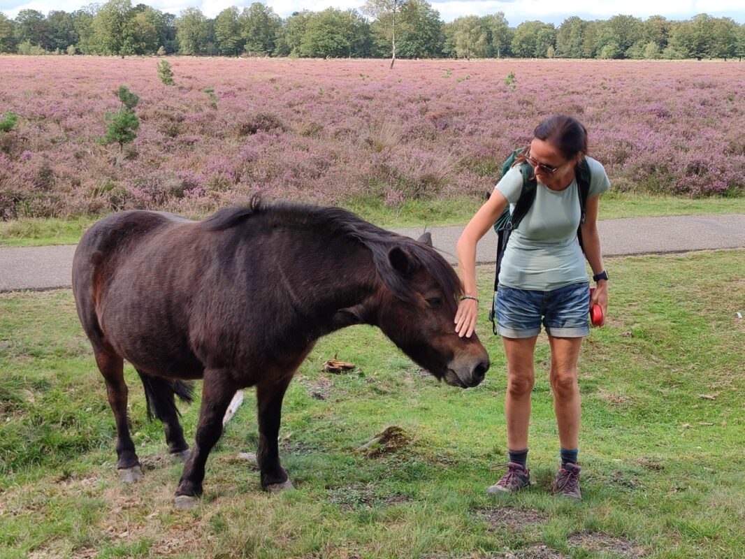 Wandelroutes Schapenpark Drenthe