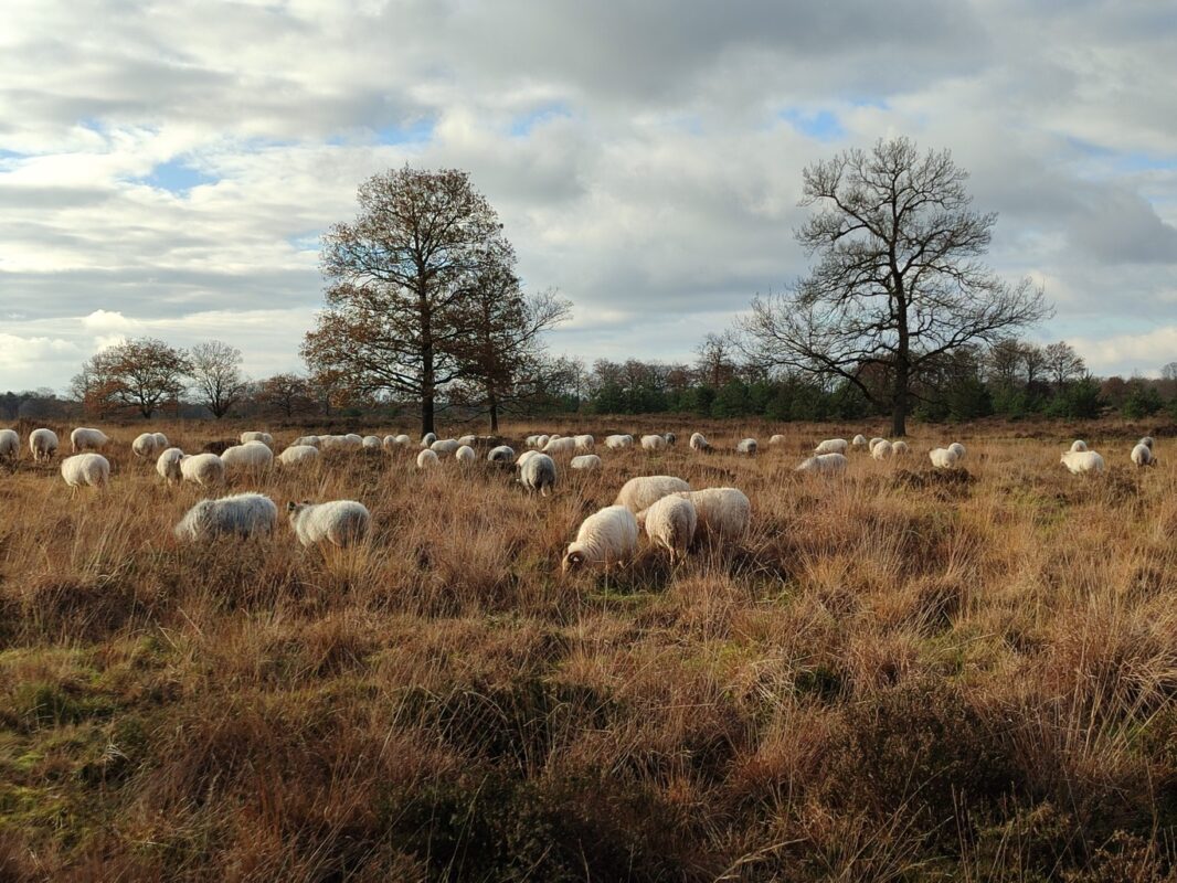 Wandelroute Schapenpark Drenthe