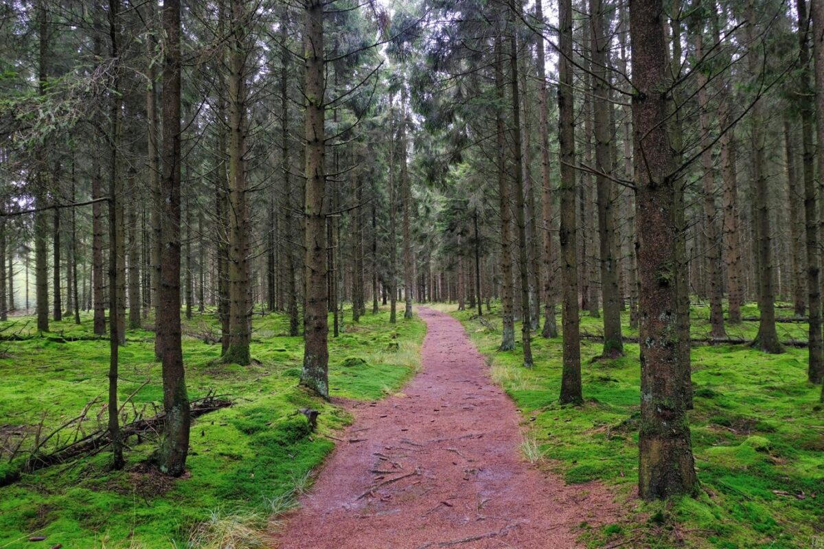 Wandelroute Wolvenspoor Drenthe