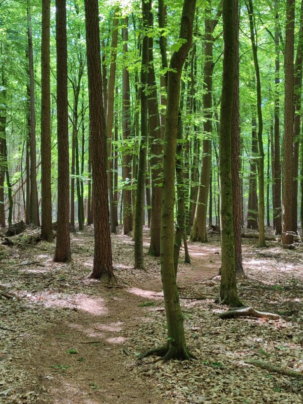 Wandelroute Wolvenspoor Drenthe