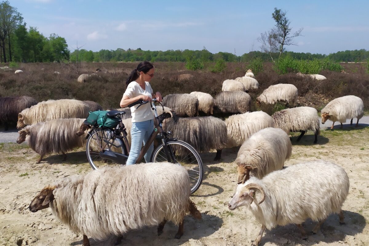 Fietsen tussen de schapen op het Balloerveld
