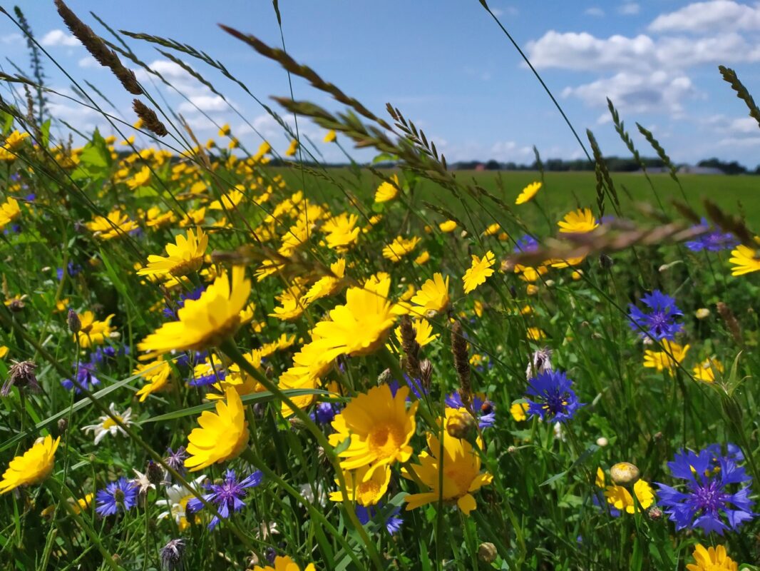 Drenthe feitjes 