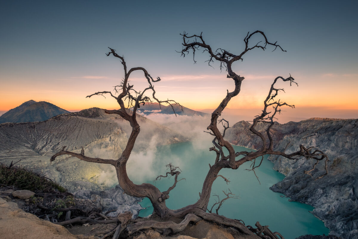 Een dode boom staat als versteende wachter in het desolate landschap, Kawah Ijen
