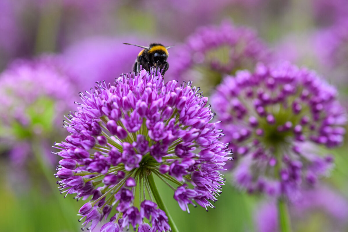 bij op bloem
