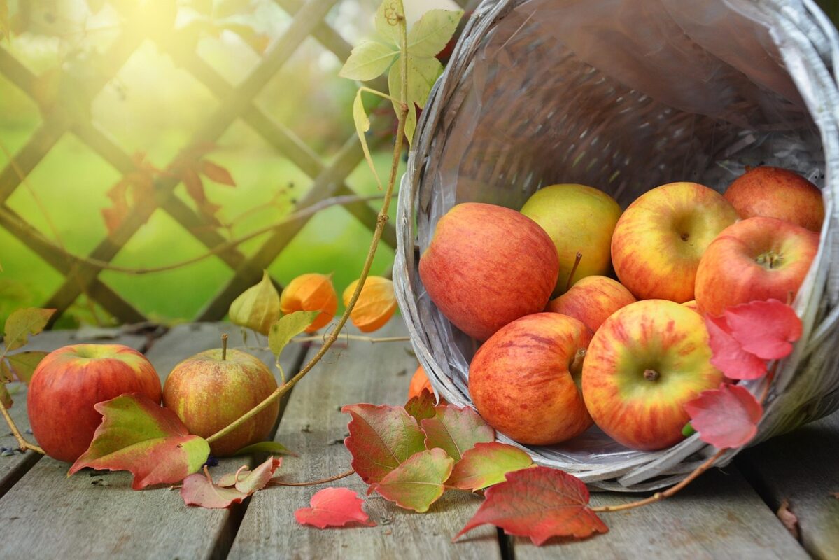Appels oogstfeest Meppen
