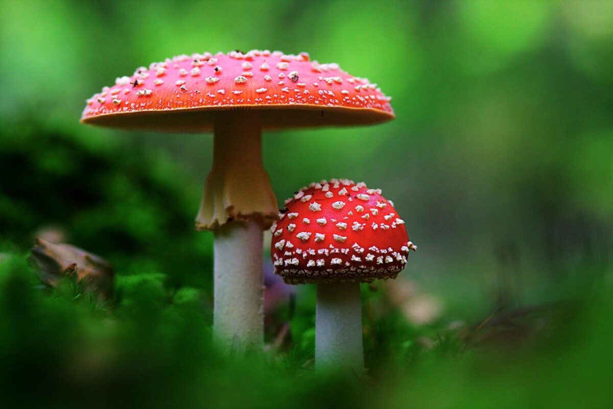 paddenstoelen zoeken