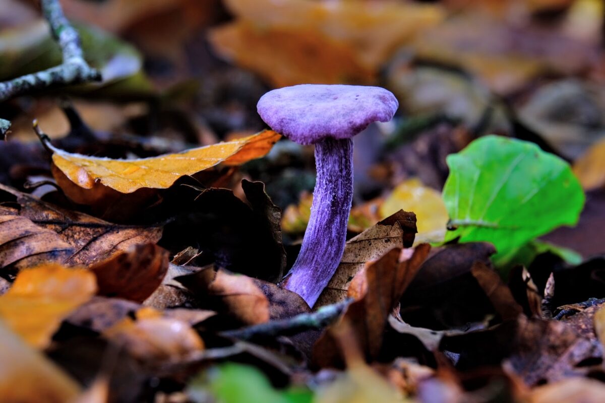paddenstoelen weetjes Amethistzwam
