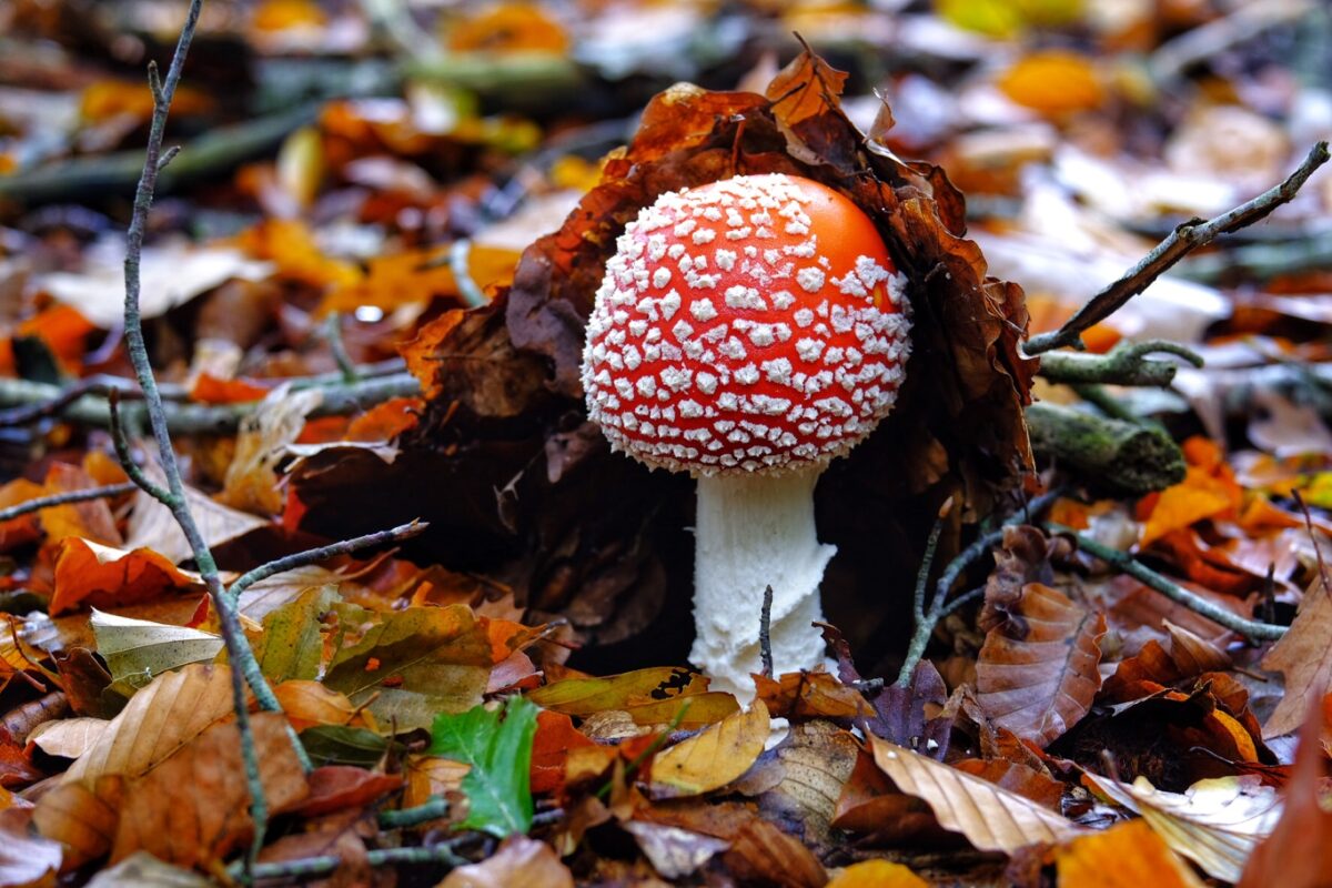 vliegenzwam paddenstoelen weetjes