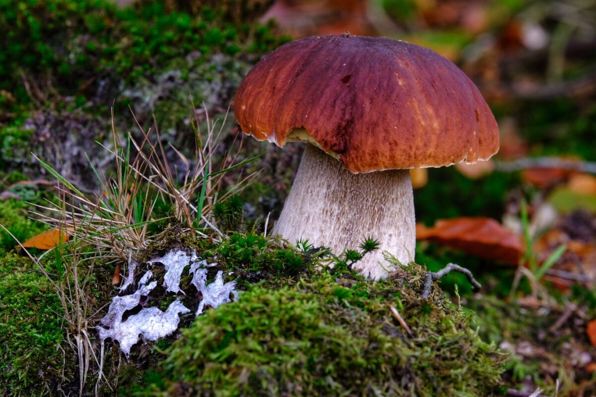 Eekhoorntjesbrood paddenstoelen weetjes