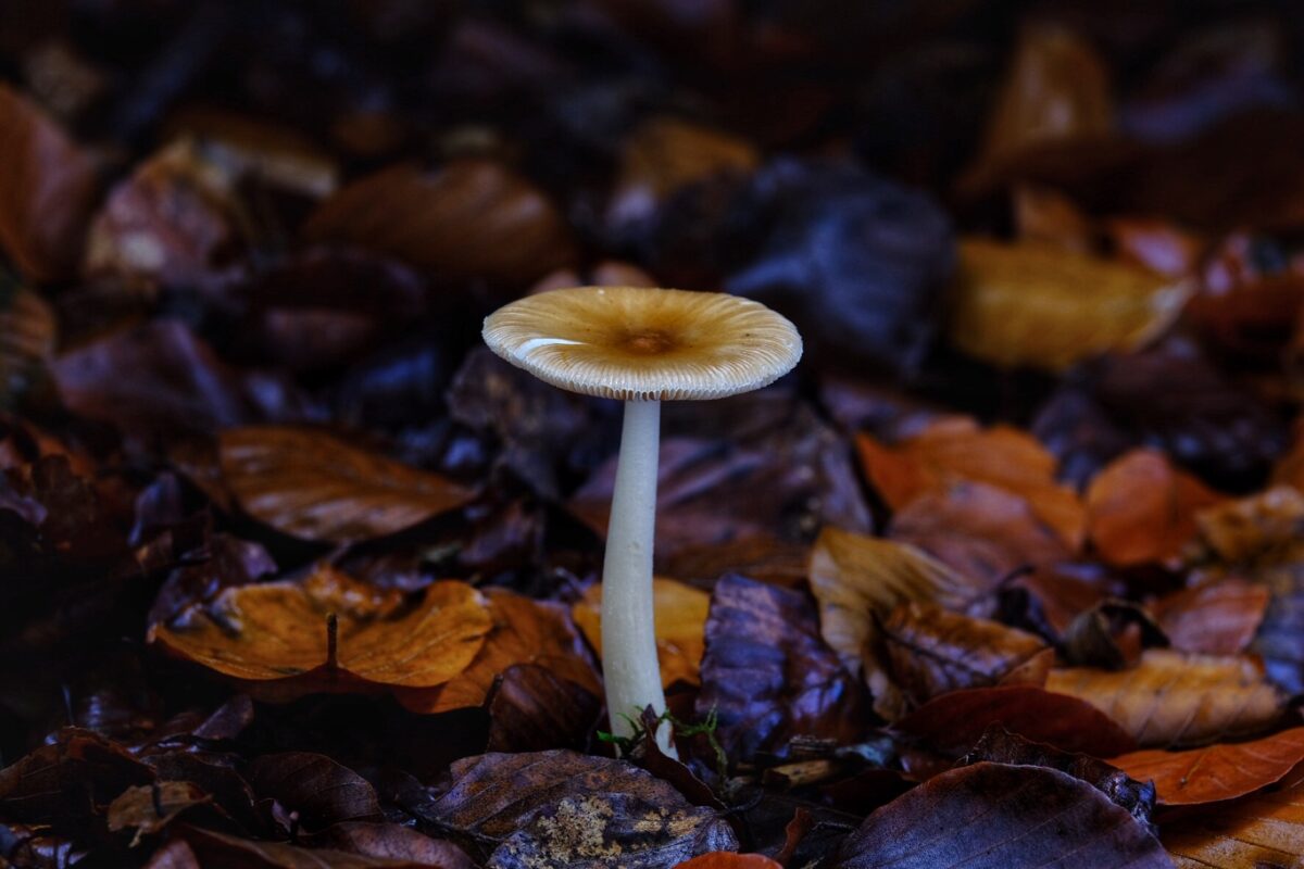 paddenstoelen weetjes Roodbruine slanke Amaniet