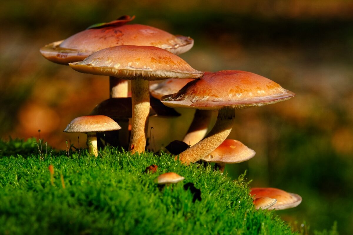 Rode zwavelkopjes paddenstoelenweetjes