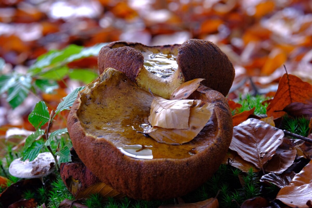 Eekhoorntjesbrood paddenstoelen weetjes