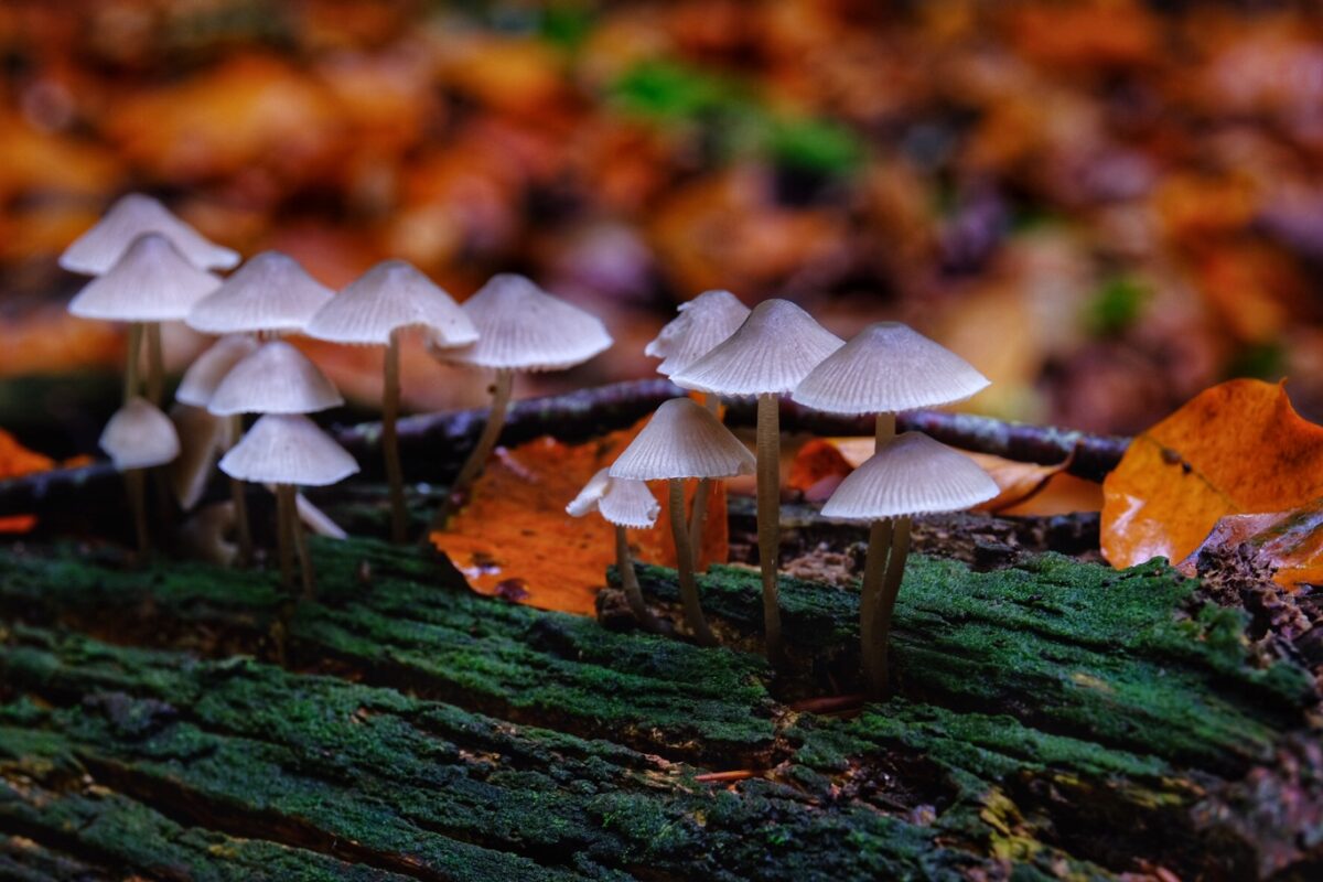 Melksteelmycena