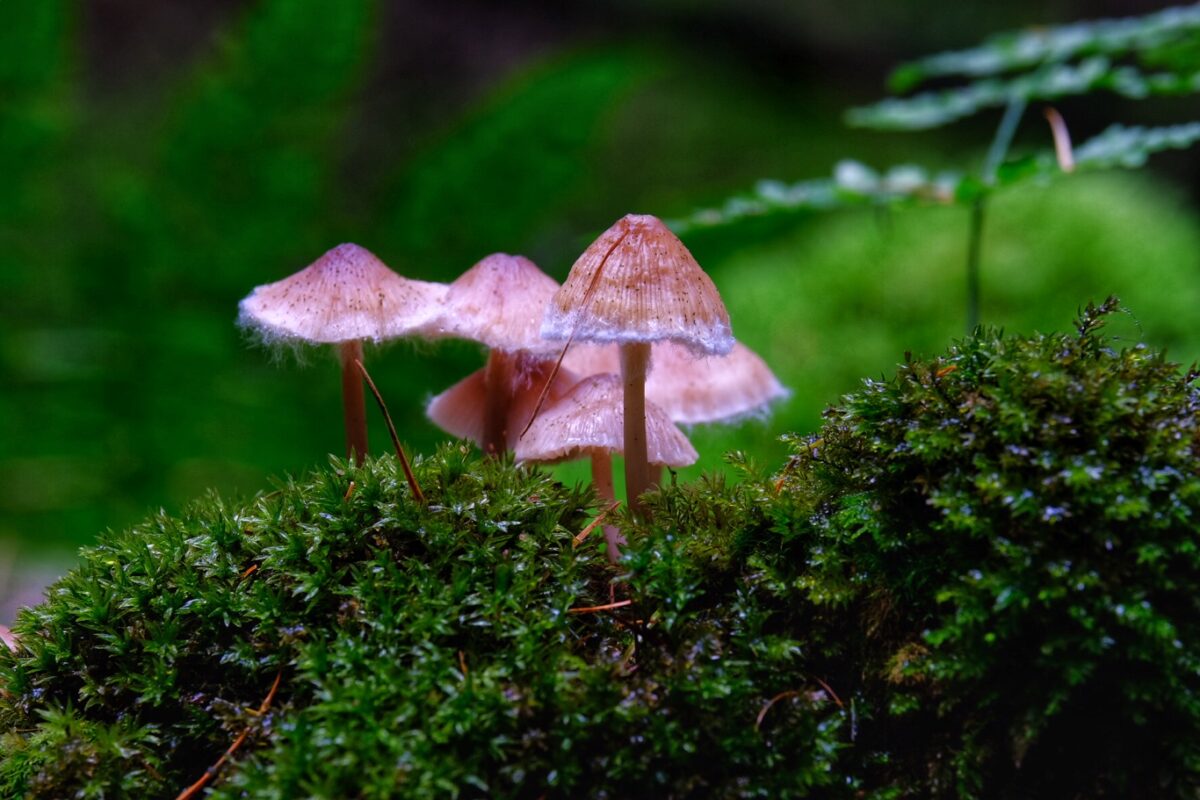 Mycena