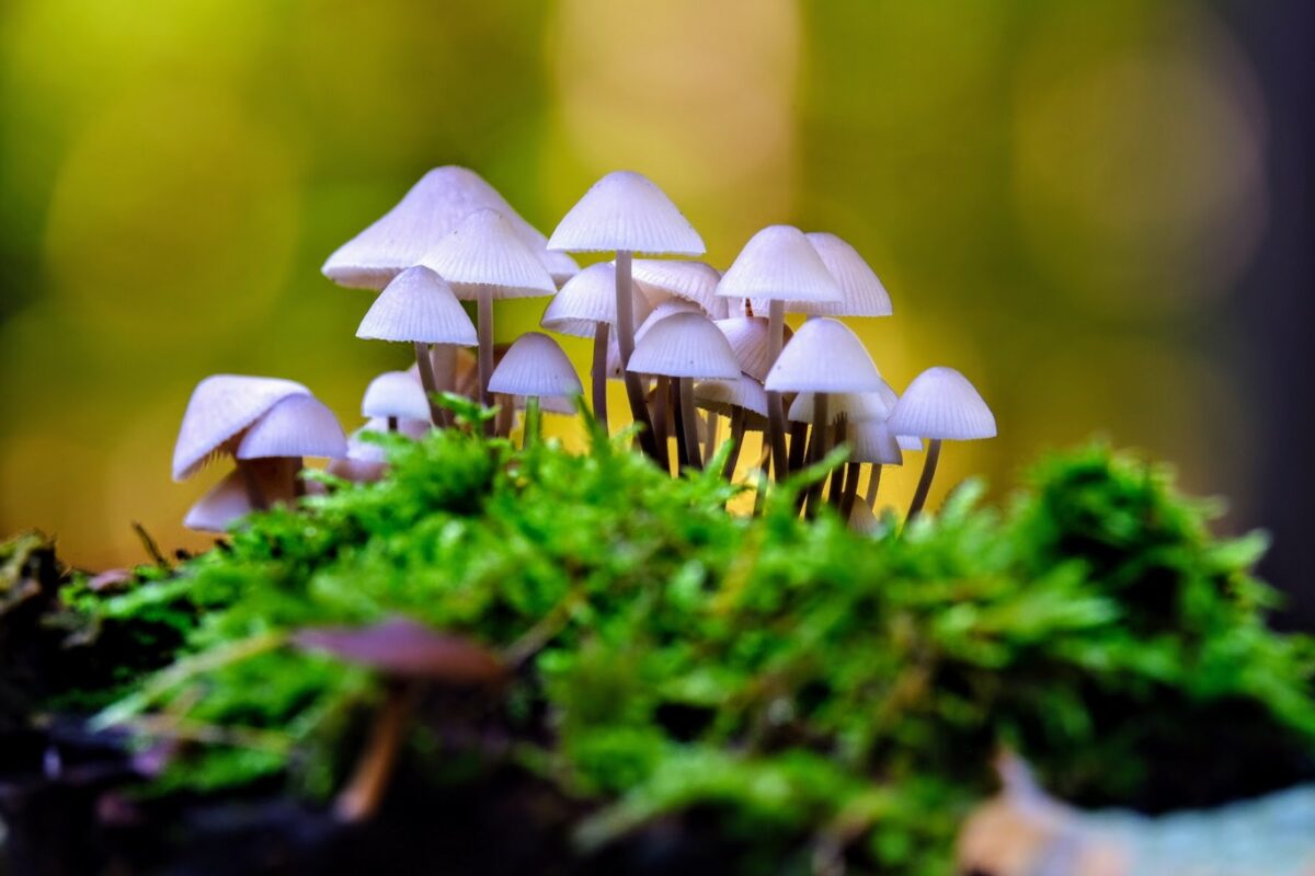 paddenstoelenweetjes Melksteelmycena