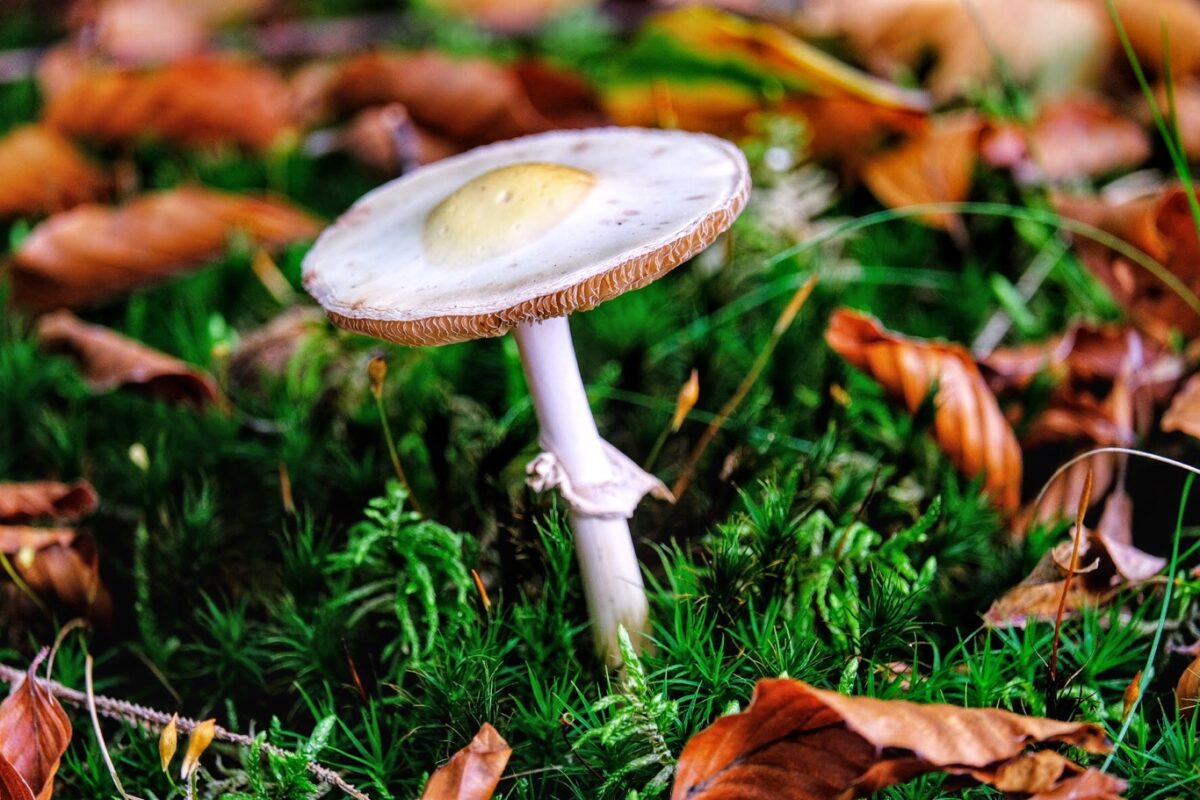 Dennenzwavelkop paddestoelen weetjes