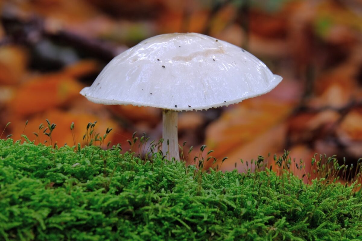 Porseleinzwam