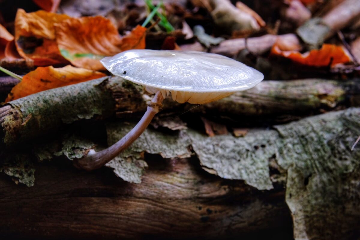 Paddenstoelen weetjes porseleinzwam