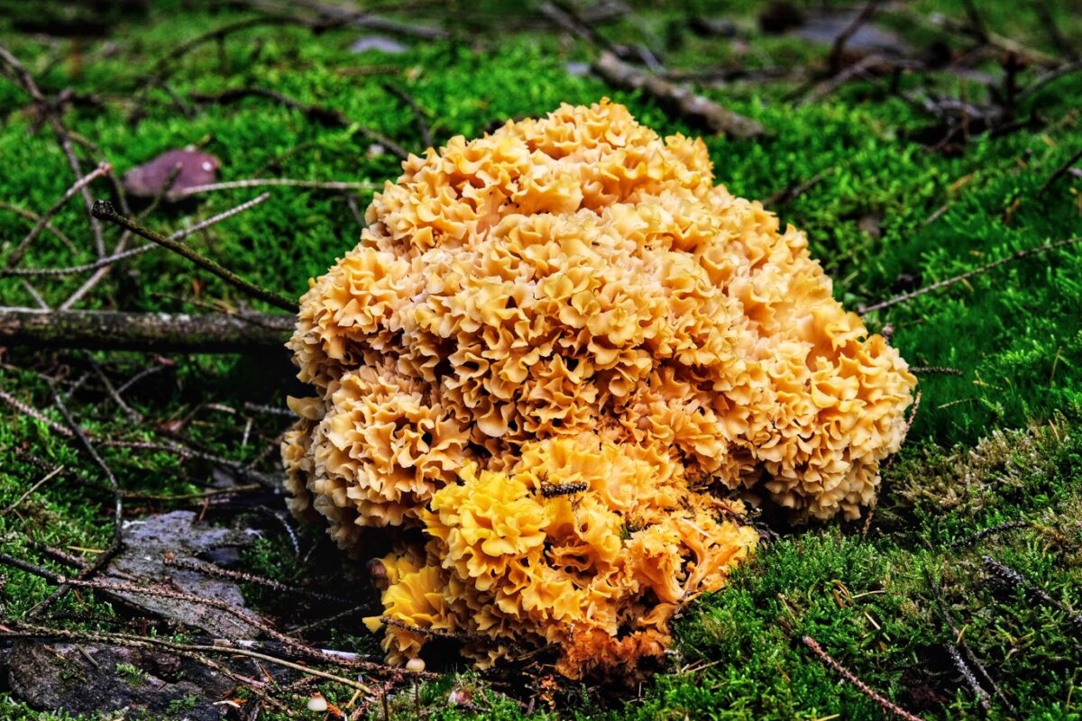 Grote sponszwam paddenstoelen weetjes