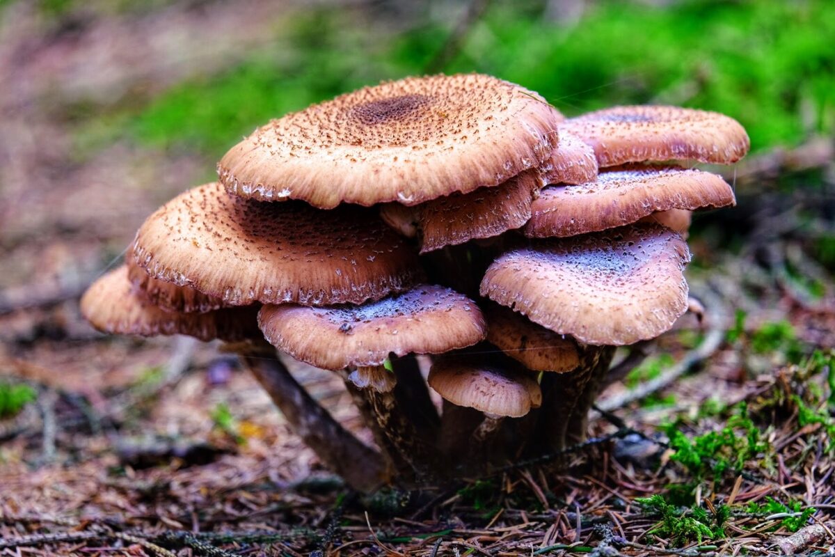 Sombere honingzwam paddenstoelen