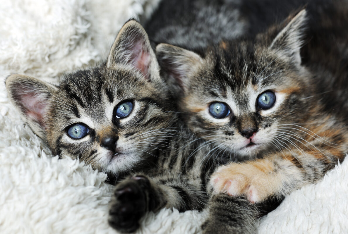 Twee schattige kittens