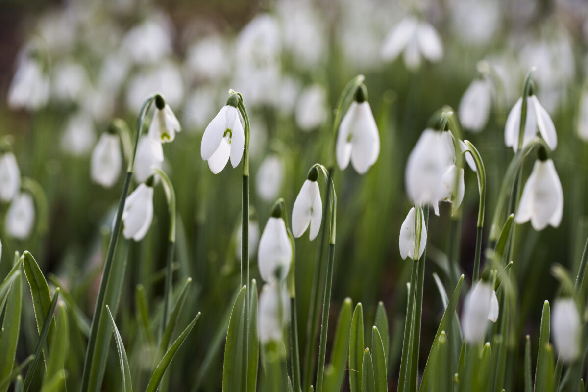 Weetjes over sneeuwklokjes