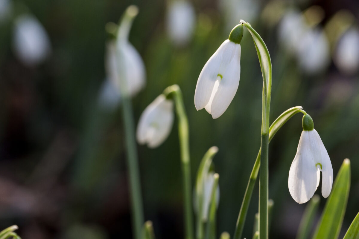 weetjes over sneeuwklokjes