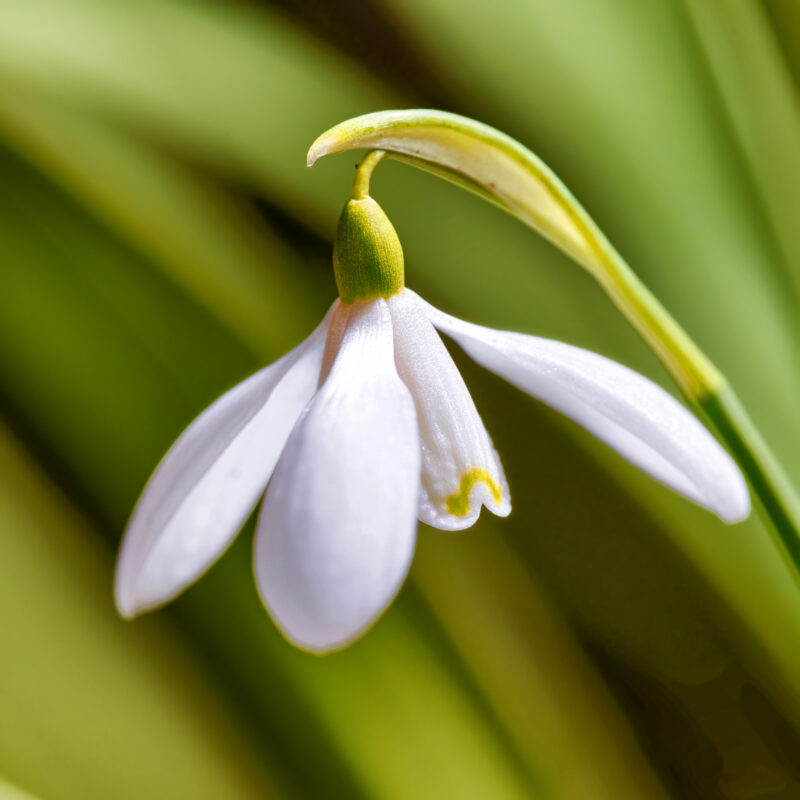 Sneeuwklokje - Galanthus nivalis