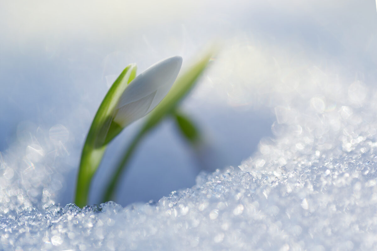 weetjes over sneeuwklokjes