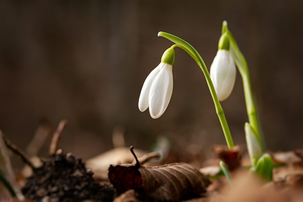 weetjes over sneeuwklokjes