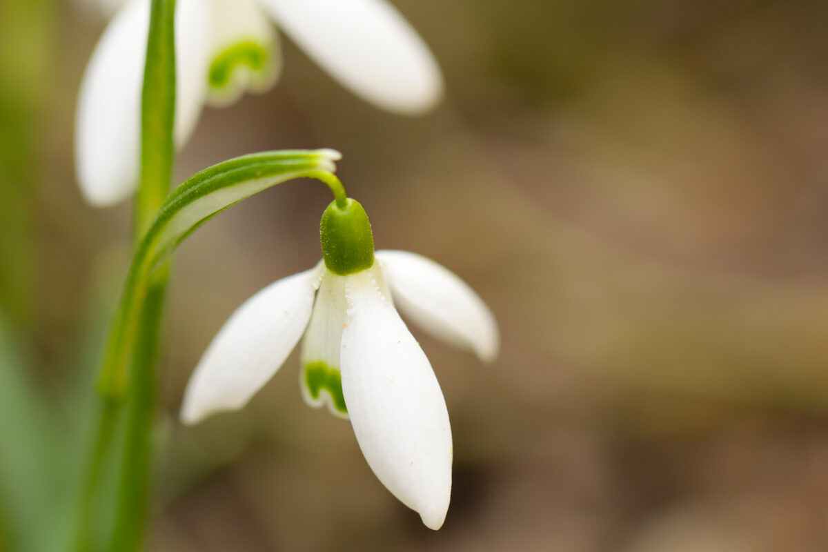 weetjes over sneeuwklokjes
